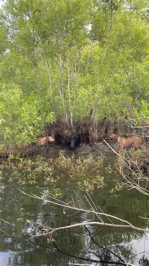 Everybody at the swamp gettin tipsy! #knotnormaladventures #disneyland #blessed #workingdogs #huntingdog #catchdog #muhammadali #topdog #viral #viralshorts #explore | Knot Normal Adventures