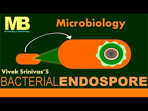 BACTERIAL ENDOSPORE | Microbiology | Vivek Srinivas | #Bacteriology