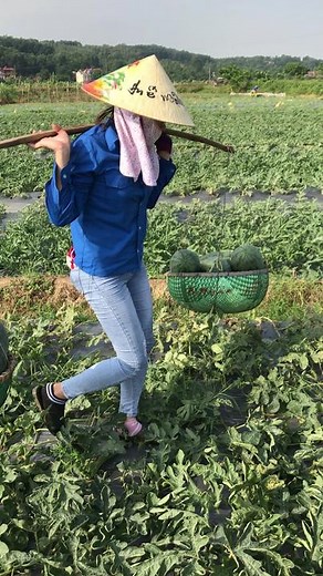 Watermelon Harvesting: A Day in the Field