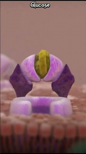 Glucose and H2O passing through the membrane . #membrane #h2o