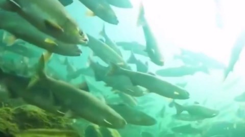 How the World Produces 2.7 Million Tons of Salmon Every Year