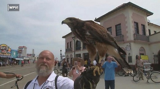 Birds of prey used to scare off aggressive seagulls in NJ