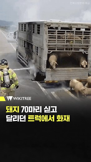 돼지 운반 트럭서 화재 #돼지탈출 #돼지운반트럭 #돼지운반트럭화재 #돼지70마리 #피신한돼지들 #군산돼지 #국도돼지 #돼지트럭화재 #트럭화재 #사건사고