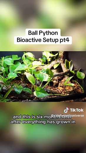 Ball Python Bioactive Setup Guide - Part 4