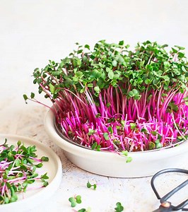Microgreens: 6 Impressive Benefits And Easy Home Growing Guide