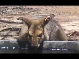 Crow removes Massive Tick from Kangaroo