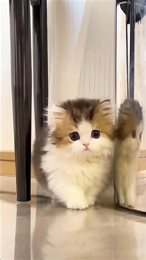 Look at the mischief of the kittens 🙀#catfunnyvideos #cutepuppy #catshorts #kitte #cat #kitten