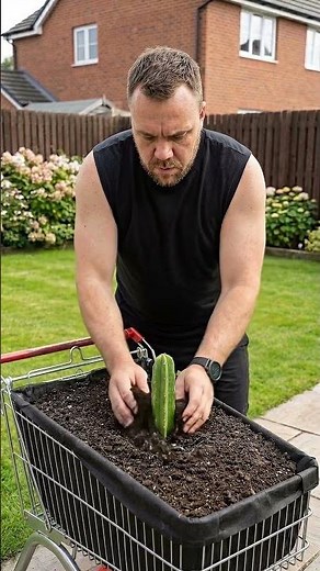 I grew dragon fruit in a shopping cart from a supermarket. #garden