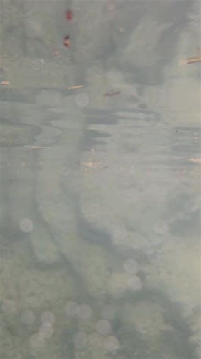 11K views · 59 reactions | Coming into Spring Break like... #wacotx #cameronparkzoo #northamericanriverotter | Cameron Park Zoo | Facebook