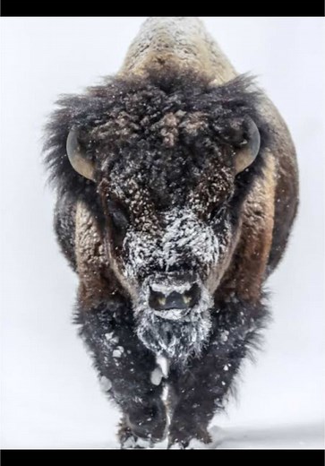 Bison: The Majestic Giants of North America