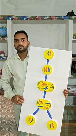 Cell Division Model | Mitosis vs Meiosis Easy Explanation | Thermocol Science Project 🔬✨