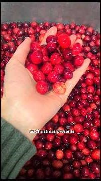 Let's make cranberry sauce for Christmas presents with me #cranberrysauce #cranberries #christmas