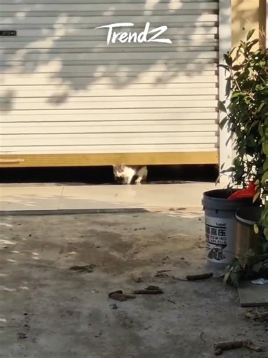 Cat Masters Michael Jackson's Moonwalk Dance