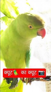 mitthu ka video/mummy papa/1145/ #parrot #talkingparrot #birds #birdsong