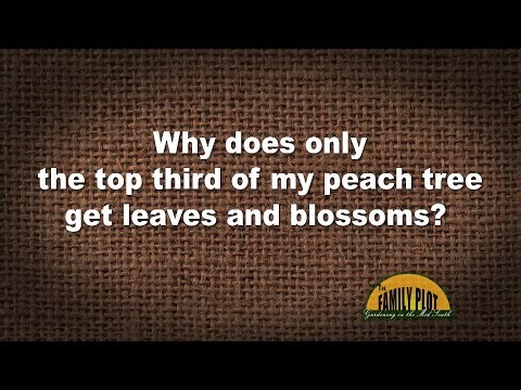 Q&A – Why does only the top third of my peach tree get leaves and blossoms?