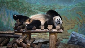 40K views · 65 reactions | Giant pandas Da Mao and Er Shun were loaded into a truck Friday morning as they began their journey from The Toronto Zoo to The Calgary Zoo, where they'll begin a five year residency. READ MORE: https://trib.al/vGZhy5q | Global Toronto | Facebook
