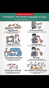 The secret language of dogs 🐕 #doglanguage #dogguide #reels #dogadvice #explorepage | Labrador Alexa