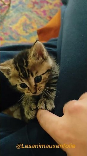 Ce chaton trop mignon refuse de lâcher mon doigt ! 🐾 (Alerte cuteness)
