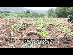 Renforcement de la résilience des producteurs agricoles face aux changements climatiques en Haïti