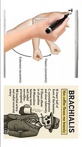 Brachialis Muscle | Origin, Insertion, Action #physiotherapy #muscleanatomy #anatomymadeeasy