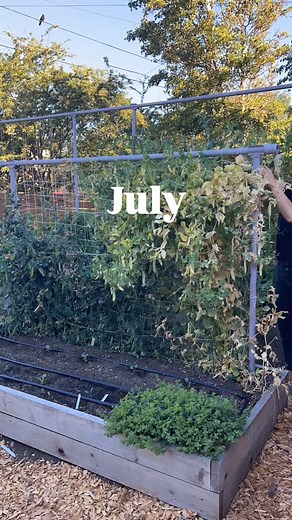 Spring peas ➡️ fall climbing zucchini and cucumbers ✨ We make the most of every inch of our garden space by using the Freyr trellis to grow vertically AND by succession planting our trellises throughout the season. These two 4x8’ raised beds have produced the following crops this year: -snap peas -snow peas -shelling peas -garlic (70 heads) -onions (60 bulbs) -snapdragons -cucumbers -beans -cabbage -broccoli -baby kale -radicchio -beets -carrots Keep growing 🌱♥️ . . . #verticalgarden #climbingp
