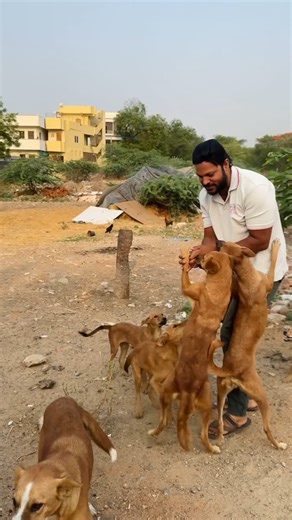 C.Goutham | I get lot of satisfaction ☺️❤️ when I do this work. Do you??? #satisfaction #dogs #dogfeeding #dog #dogstagram #dogslife #doggo #doggy... | Instagram
