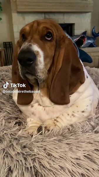 Brushing Your Basset Hound's Teeth: A Fun Guide