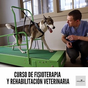 Curso de Fisioterapia y Rehabilitación Veterinaria