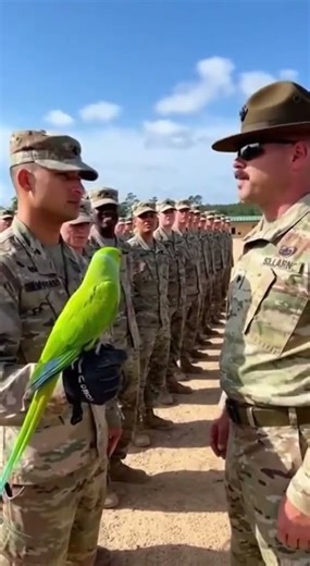 Army Parrot Attitude Level 💯🪖#Shorts#TalkingParrot#FunnyAnimals#AIVideo#ViralShorts