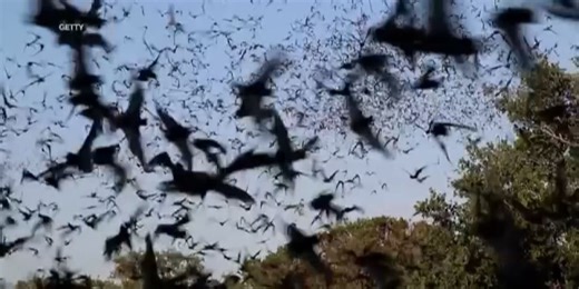 Local efforts help bats find homes during Bat Appreciation Month