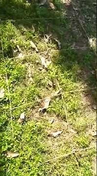 line transect method #frequency of species #shorts #ytshorts