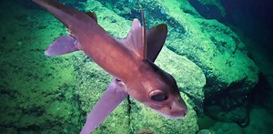 深海に住まうエイリアンたちの不気味で鮮やかな画像集