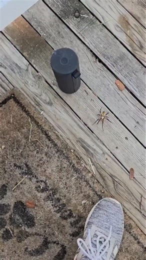 Spoody Girl on Instagram: "#jumpingspiders #spiders #trantula #view #TrendingReel #fyp"