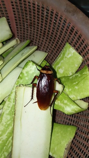 #funny #cockroach #shortsfeed #shorts #insects