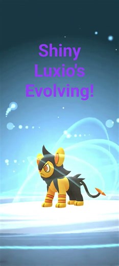 Shiny Luxio's Evolving! Pokemon Go Evolution Shiny Luxray
