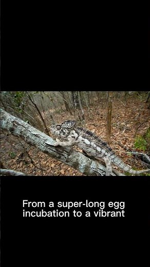 The astonishing transformation of a panther chameleon