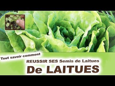 Comment réussir ses semis de Laitues : 🥬 Tout savoir 🥬