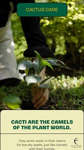 1.7K views | Hey plant lovers! Today, I want to share some tips and...