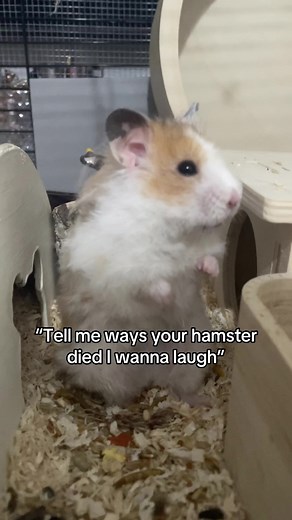 !edit! (I do NOT want to know how ur hamsters passed. The quotation marks and the sound makes it obvious) Winnie was too stunned to speak. #xyzabc #hamstersoftiktok #fyp #hamster #PetsOfTikTok #hamsters