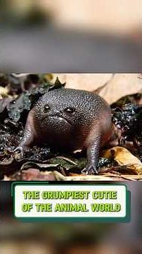 Black Rain Frog: The Grumpiest Cutie of the Animal World 🐸💚