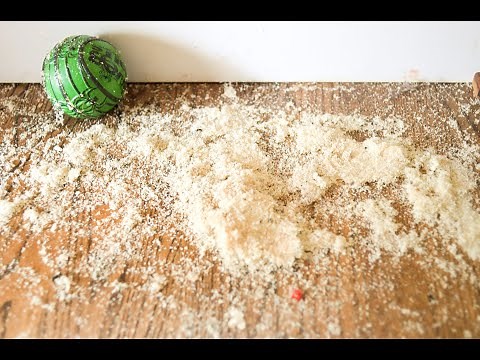 Homeowner Carpenter Ant Infestation