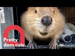 Meet Justin Beaver - an adorable educational animal who steals clothes to build his dam | SWNS