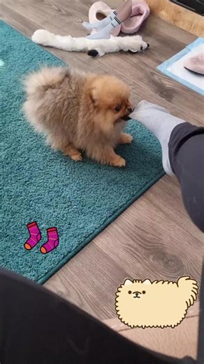 #funny #funnydogs #pets #petsoftiktok #dwergkeesje #puppy #cute #dog #binky #pomeranianpuppy #furbaby #pomeriaan #dwergkees #puppylove #animals #foryou #fy #fyp #pomchi #smokey #puppies #puppiesoftiktok