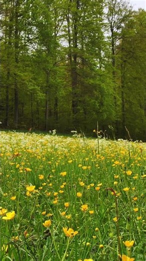 Relaxing Spring Forest Sounds 🍃 Nature Ambience #Shorts #Spring