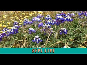 Presentation: Colorful Year Around Gardening with SF Native Plants