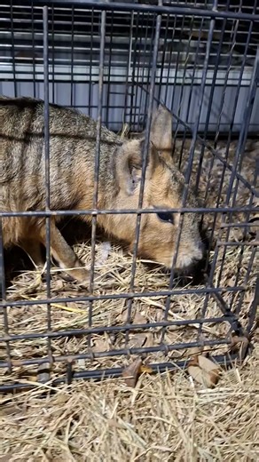 6 comments | Here is what a very very scared mara sounds like. This was the first night I took her in. The teeth chattering is from fear not cold. Shes making progress and hasn't chattered in a few days now! #fyp #animals #exoticanimals #exoticpettrade #exoticpet #exoticpets #animallovers #animalrescue #rescueanimal #rescue #patagoniancavies #patagonianmaras | Jackalope Hollow | Facebook