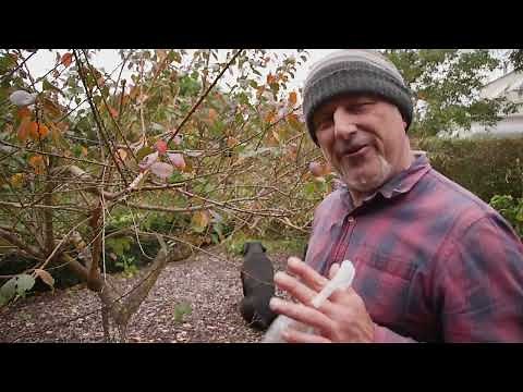 How To Prune Apricot Trees