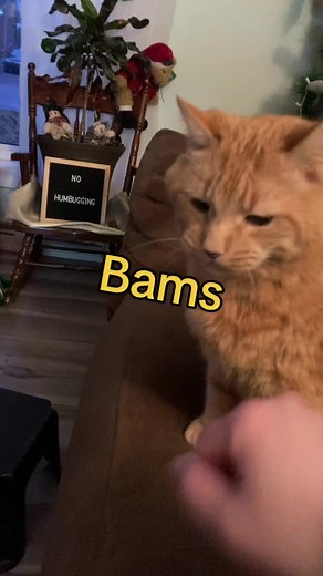 Boxing Day Bams Cat TikTok