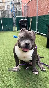 40K views · 2.5K reactions |  Meet Lyle the Crocodile – Available...