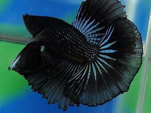 Black Orchid Betta Care Guide